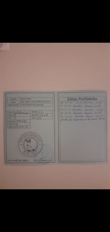 Коровы, быки: Salam təmiz qan Kalfornya sortundan olan sənədli heyvanların — 4