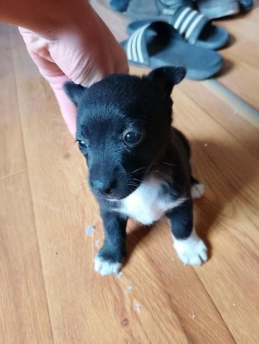 cao cao iti: Zvonok, 1 ay, Erkek, Ünvandan götürmə — 7