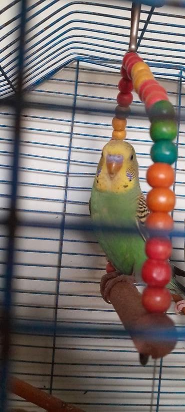 Птицы: Məhsul: Tutu guşu .Iki aylıq ərkəklər.İri ev gusları. Попугаи 2 самца — 4
