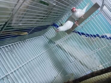 Hazr cüt düm ağ risofka amadin, 2 dəfə bala verib çox gözəl balaya lalafo.az -da Hazr cüt düm ağ risofka amadin, 2 dəfə bala verib çox gözəl balaya