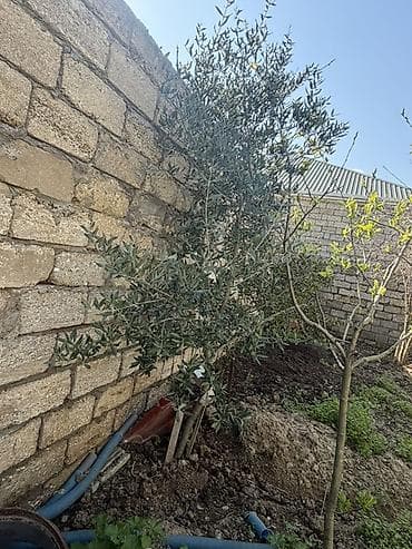 sakura ağacı: Dekorativ zeytun və yapon əzgili ağacları Hər biri 20azn Buzovna — 1