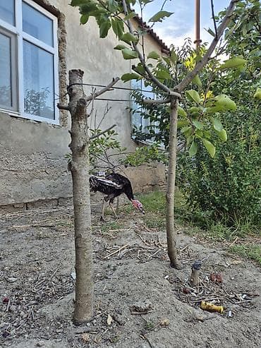danisan qus: Erkək, Kanada, Damazlıq, Ödənişli çatdırılma — 2
