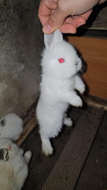 Atlar: Salam iki eded boyuklerdi boyukler satilmir kariforniya cinsidir — 5