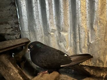 cütleşdirme: Məhsul: Göyərçinlər (şəkillərdəki quşlar) Təsvir: - Rənglər: qara — 4