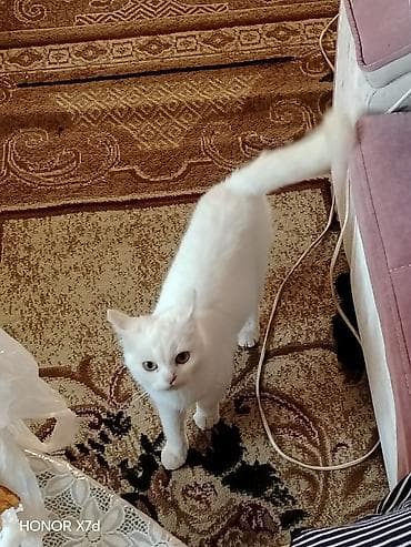 Кошки: Ağ tüklü sarı göz Van Kedisi cinci ev pişiyi - Tam ağ rəngli, yumşaq — 6