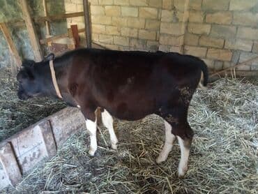 sudluk inekler satışı: Südlük istiqamətli cins heyvan 4 ay yarımnıq danadı sot danadı - Növ — 4
