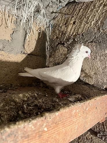 göyercin: Ag Erkey rus göz tam saglam heyvandir superr biweydi quwdan anlaywi — 2