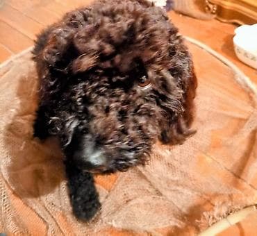 pitbull iti qiymeti: Pudel, 2 il, Dişi, Cütləşmə üçün — 4