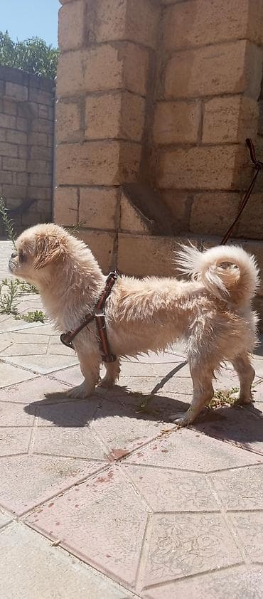 Pekines, 1 il, Dişi — 2