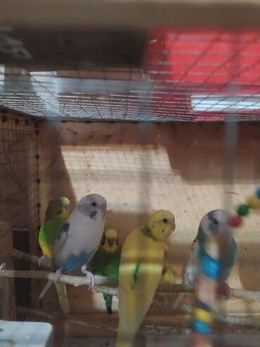 Птицы: Tutuquşular müxtəlif rənglərdə mövcuddur və ev heyvanı kimi saxlamaq — 2