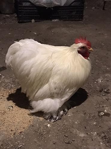 cins heyvanlar: Ağ rəngli dekorativ xoruz - Cins tipi: bantam/şəkilçi dekorativ xətt — 2