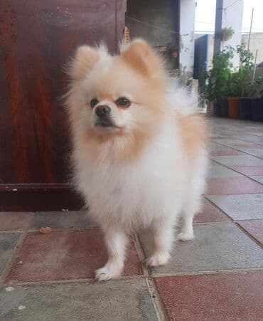 balaca it cinsləri: Şpitz, 1 il, Erkek, Peyvəndli — 2