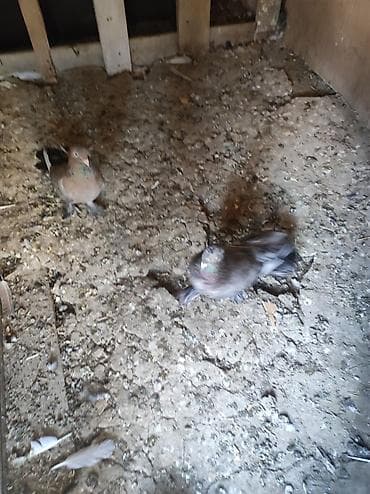 göyercin yuvası: Ebresder Erkey Maya Cutu 60 azn — 4