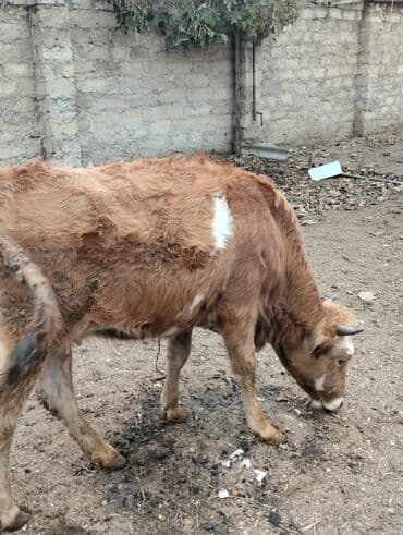 Inəklər, öküzlər: Birinci qarın duye Bogazdir 10gune doğacaq Qiyməti 1950manat ünvan — 1