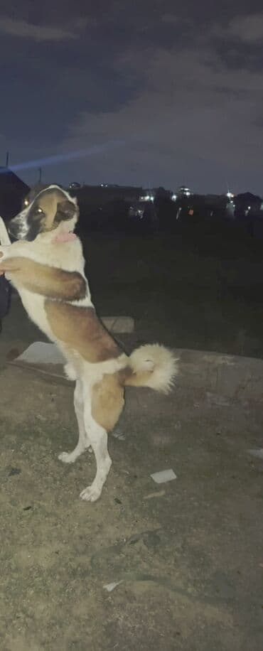 акита ину баку: 1 год, Самец, Для вязки — 4