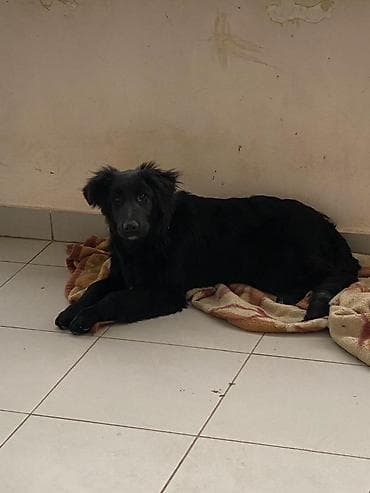 it sahiblenme: 5 ay, Dişi — 2