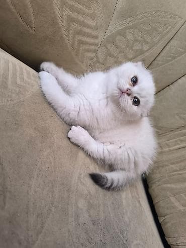 pişim: Şotland — 5