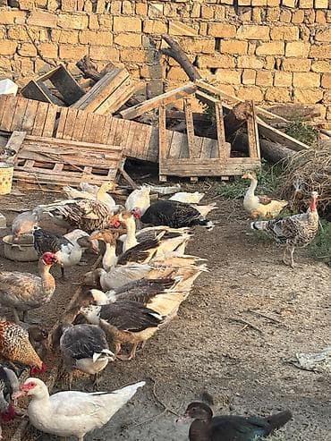 at satiwi: Dişi, Damazlıq, Ünvandan götürmə — 4