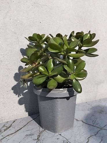 ev guller: Pul gülü (Crassula ovata) – saksıda ətli yarpaqlı sukulent. - — 5