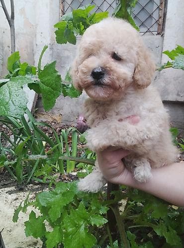 pudel itlerin satisi: Pudel, 2 ay, Erkek — 5