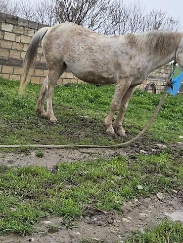 dovşan yemi: Dişi, il: 7 — 3