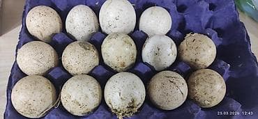 gilezi yumurta: Hinduşqa yumurtasi satilir mayalidi — 1