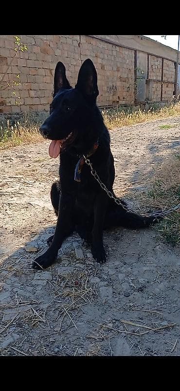 Alman çoban iti lalafo.az -da Alman çoban iti