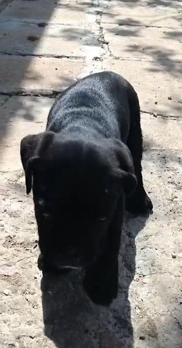 bala afçarka: Kane-Korso, 2 ay, Erkek, Peyvəndli — 2