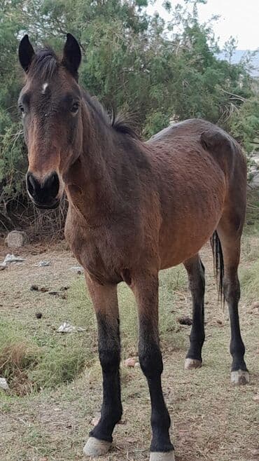 heyvanlara verilən adlar: Qəhvəyi rəngdə at - Rəng: tünd qəhvəyi, alnında kiçik ağ ləkə - — 1