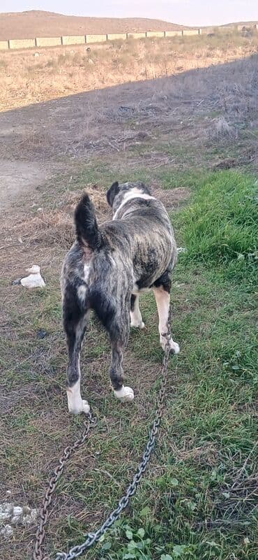 отдам в хорошие руки щенка маленькой породы: Гурдбасар, 2 года, Самец, С прививками, Платная доставка — 5
