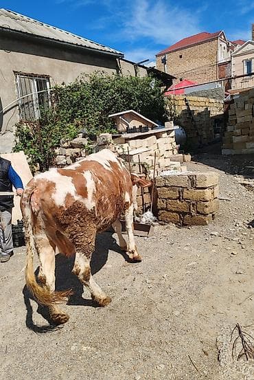 hinduska balasi satilir 2020: Məhsul: Simental tipli inək Xüsusiyyətlər: 6 aylıq bogaz - Rəng — 2