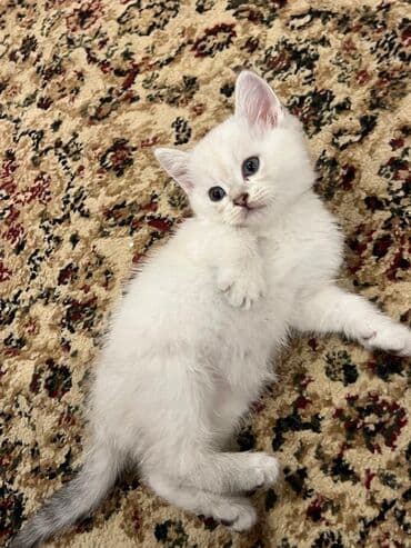 pişiy adları: Britan — 1