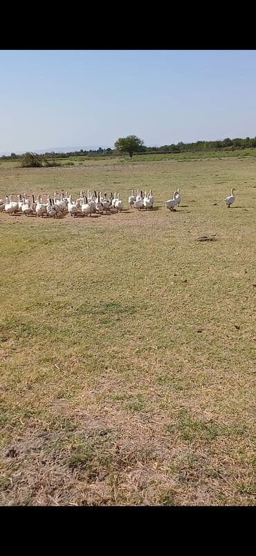 *TƏCİLLİ SATILIR* 60 ədəd🪿,34 manat . Linda Kubandır, ana sürü üçün