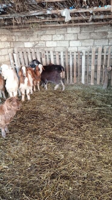 Гуси: Təcili satılır ehtiyac var Real alıcılar mesaj yazsın nömrə 050 967 27 — 9