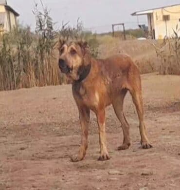 кавказская овчарка купить: Гурдбасар — 2