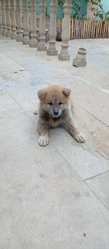 böyüməyə itlər: Akita-inu, 2 ay, Erkek, Ödənişli çatdırılma — 4