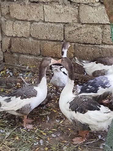 simmental cinsi: 4ədəd yerli qaz balalari satiliröz həyətimin heyvanlaridiinqibator — 2