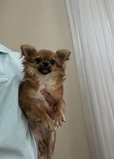 Çixuahua, 9 ay, Dişi, Peyvəndli, Ödənişli çatdırılma