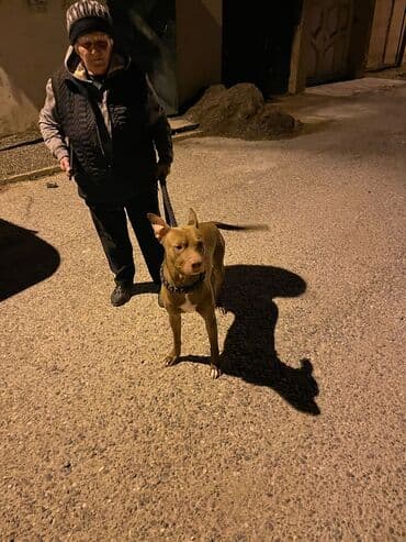 отдам собаку в хорошие руки: Питбуль — 5