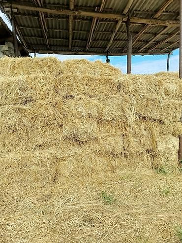 halep keçisi satilir: Ot presi satilir. 400ə yaxin ot presidir. Yaqiş su dəymiyən otdur — 1