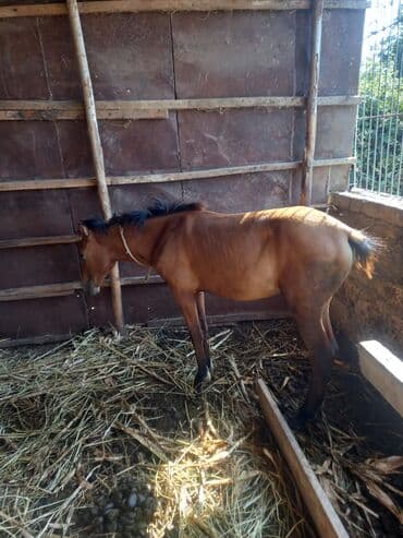 sudluk inekler satışı: Otlaq sahəsində gəzən qəhvəyi rəngdə at. Bu at qəhvəyi bədənə və tünd — 4