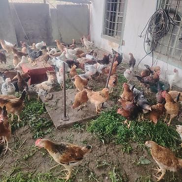 azərbaycanca pişik adları: Təsərrüfat toyuqları – müxtəlif yerli ət–yumurta istiqamətli cinslər — 2