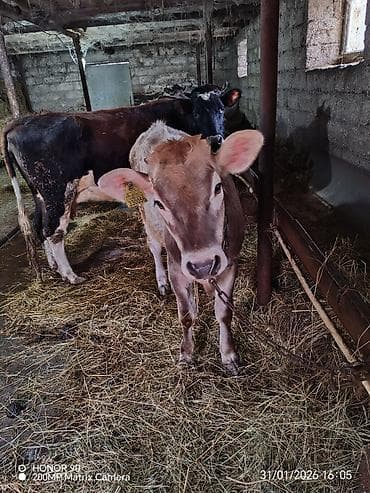 дана: Самка, лет: 4, 450 кг, Для молока, Платная доставка — 6