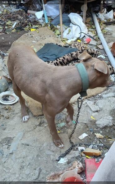 it satılır: Pitbul, 1 ay, Dişi, Peyvəndli, Ödənişli çatdırılma — 3