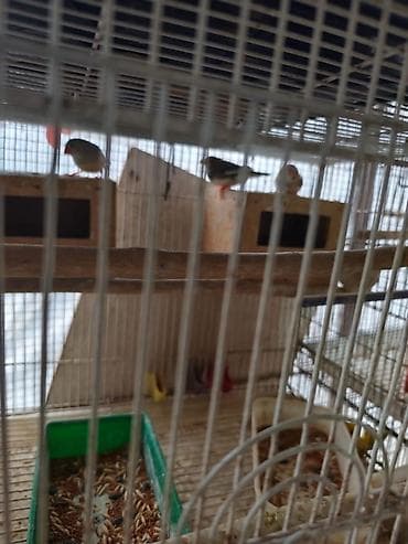 ayliq 10 azn internet: Bütün tutuquşular satılır qəfəslə birlikdə Ünvan:Zaqatala,Lahıc — 7