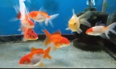 продажа аквариумных рыбок: Золотая рыбка, Мирные — 1