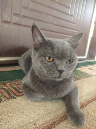 британская кошка купить: Британская, Самец, В добрые руки, Самовывоз — 1