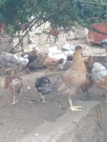 продажа птиц в баку: Hec bir xestelikleri yoxdu temiz heyvandilar 60 70 yaxin heyvanlardi — 2