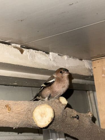 çardaq quşun yuvası: Məhsul: Qafesdə cüt xonçayarpaq/quş (fringillid tipli ötmə quşları) — 2