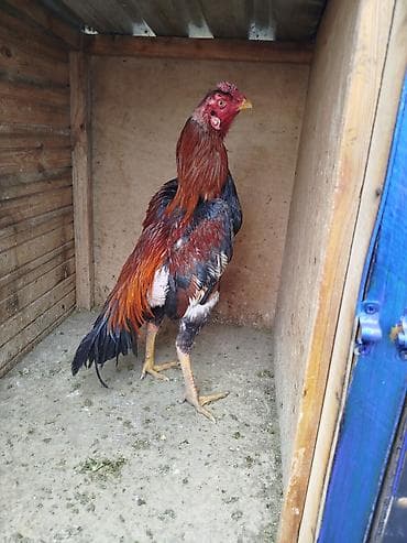 Məhsul: Xoruz (yerli cins) Təsvir:sentiyabir heyvani isteyen buyursun